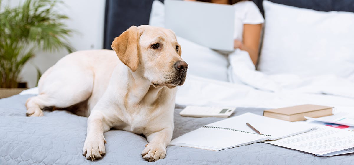 can-dogs-hear-twice-as-loud-as-humans