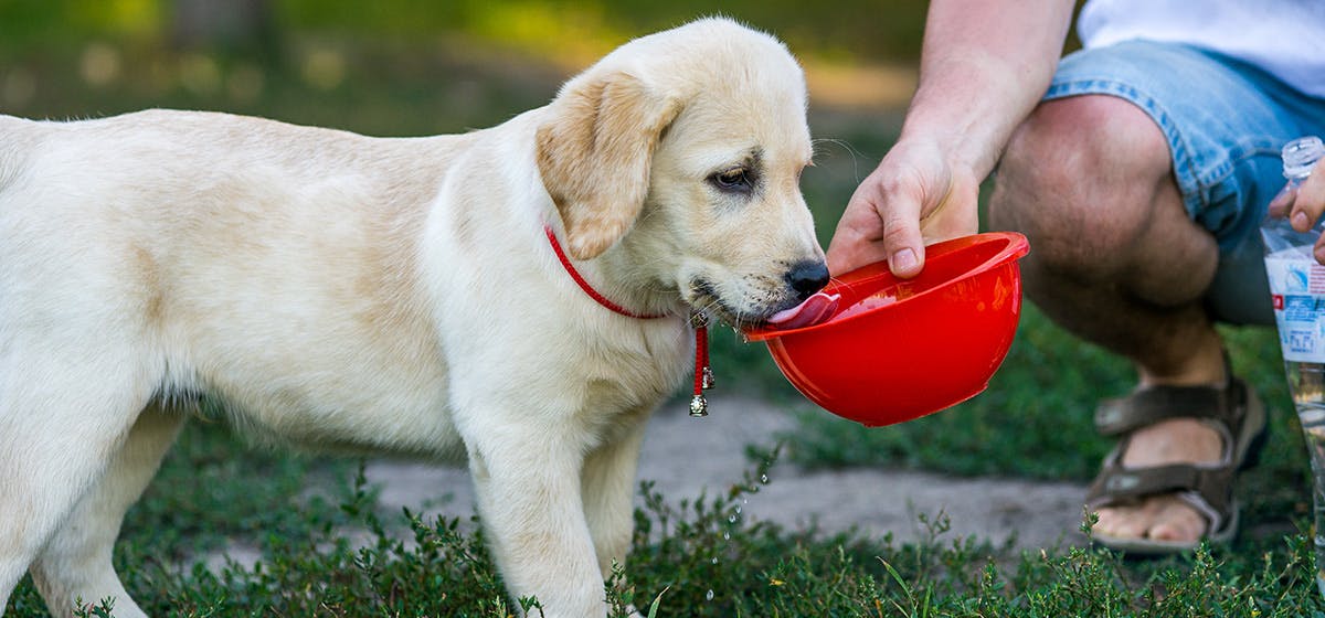 can-a-dog-smell-through-water