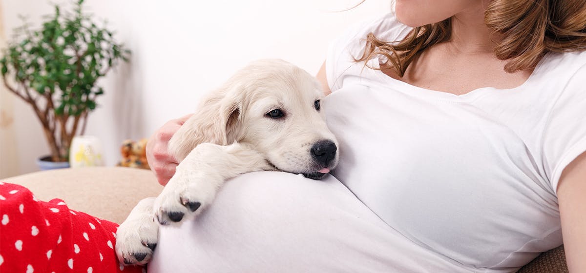 can-dogs-smell-a-baby-in-the-womb