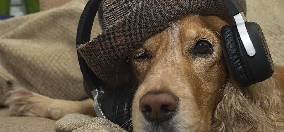 can loud music hurt dogs ears