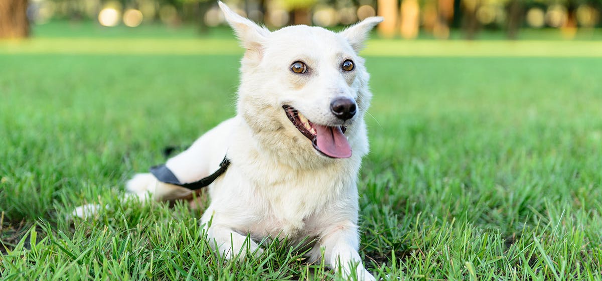 can-dogs-live-in-hot-weather