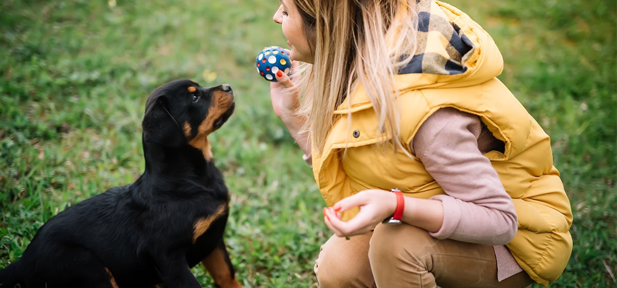 can-dogs-know-how-to-play-fetch