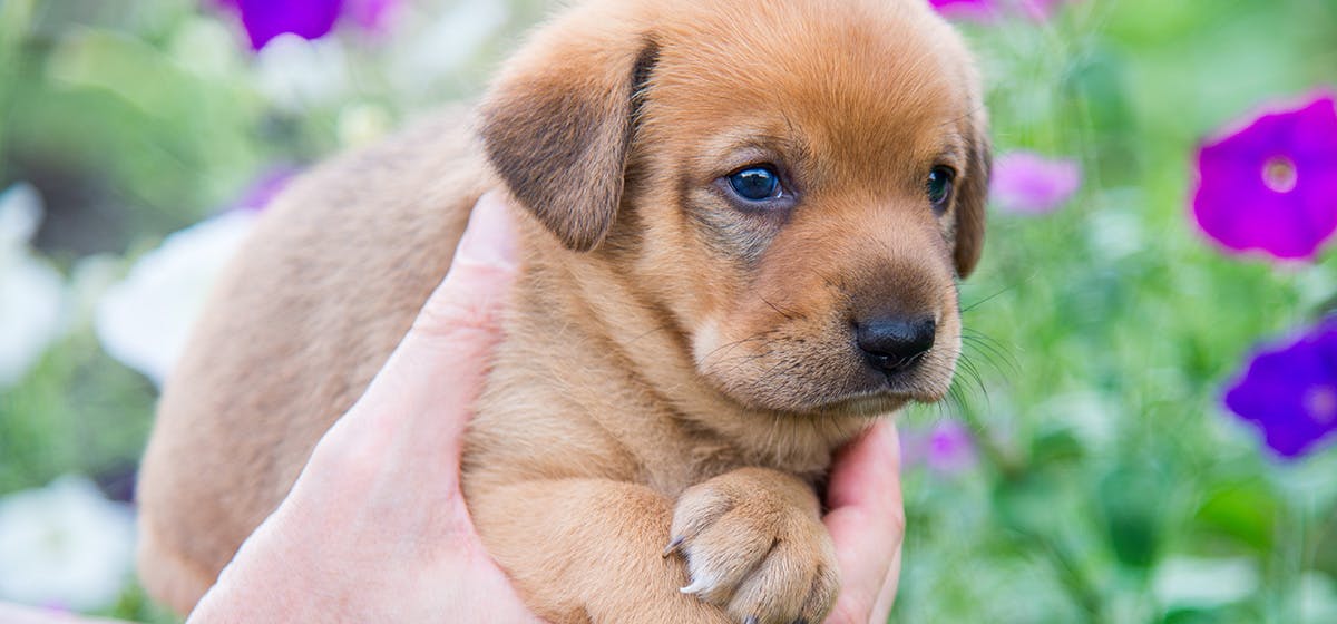 how much heat can dog paws handle