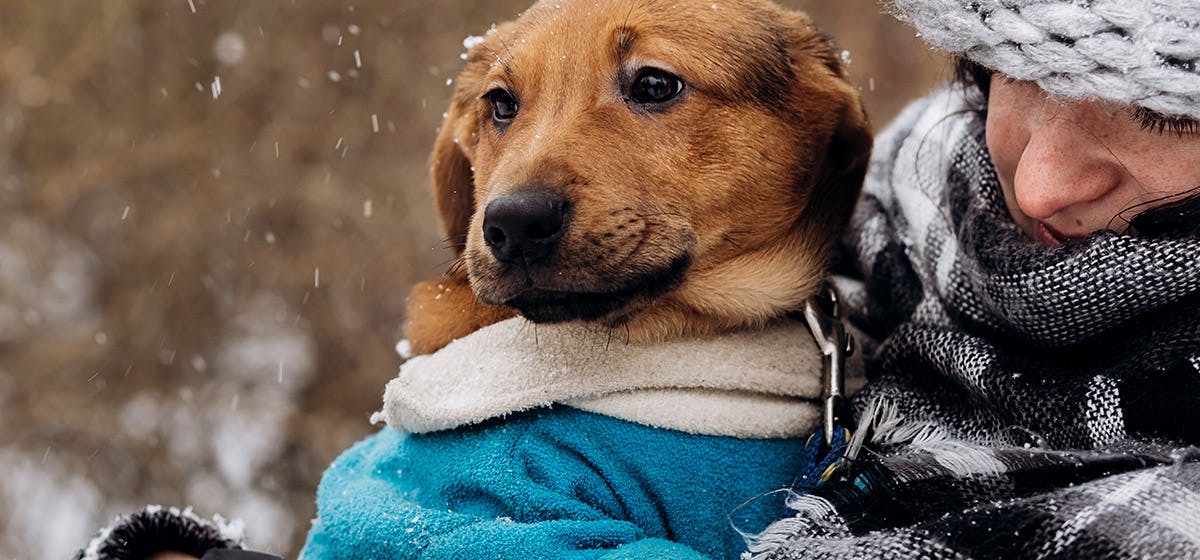 Can dogs store feel the cold