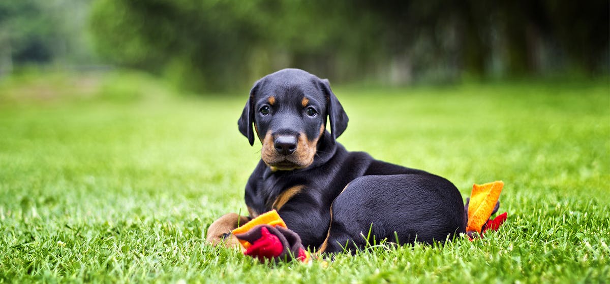 can-dogs-live-in-grassland