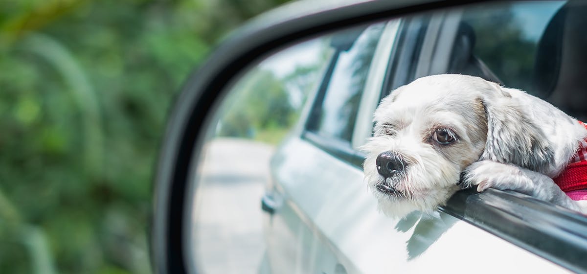 can-dogs-see-in-mirrors