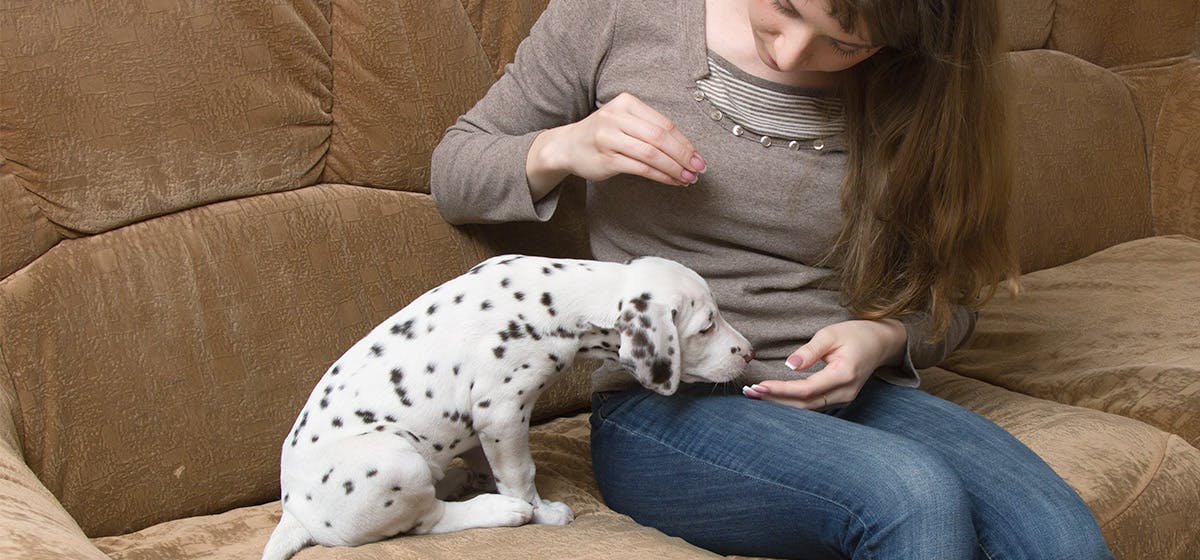 are dried cranberries safe for dogs