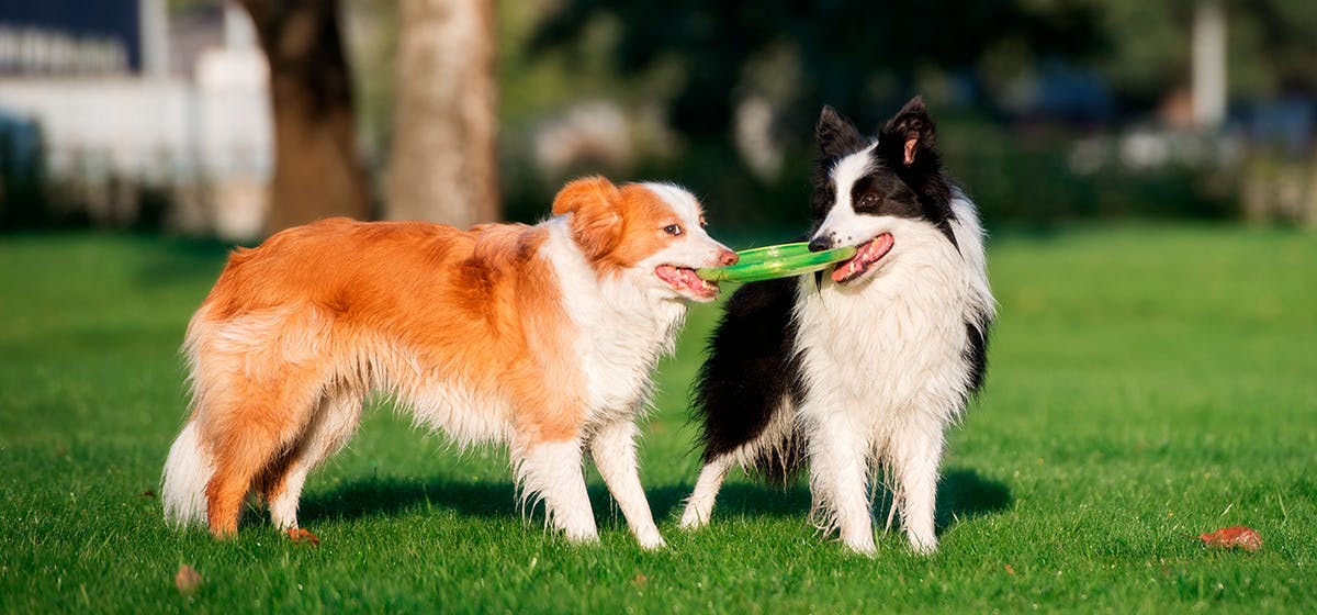 do puppies remember siblings