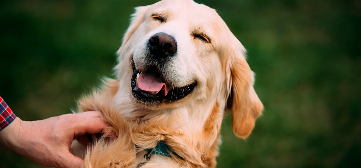 do dogs make humans happier