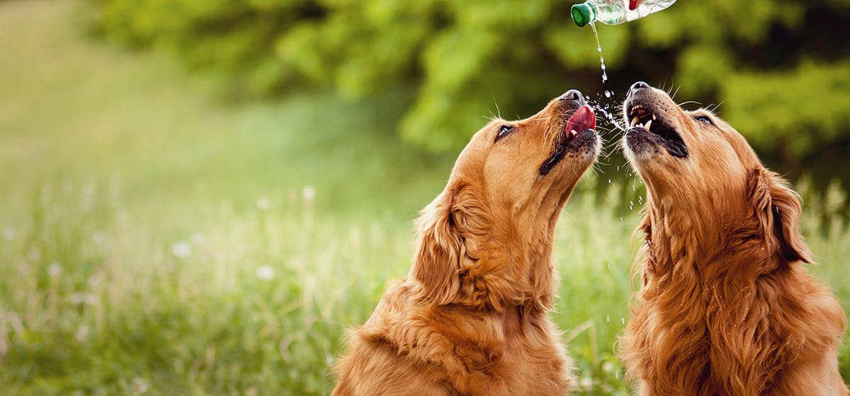 is apple cider good for dogs to drink