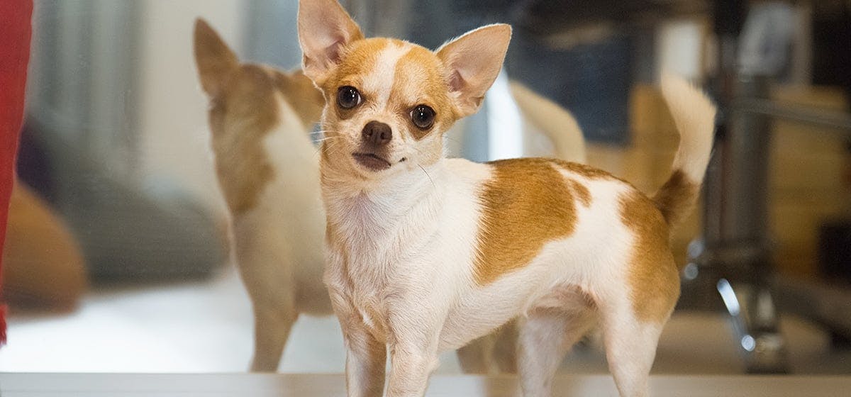 can dogs recognize themselves in a mirror