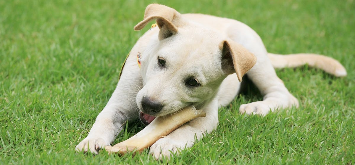 do bones digest in dogs