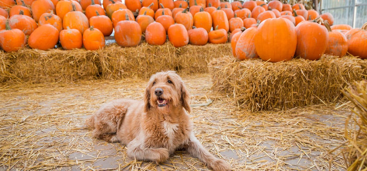 Butternut squash for store dogs