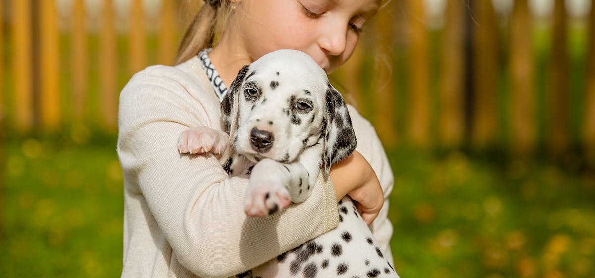 how do you tell if a dog is happy or angry