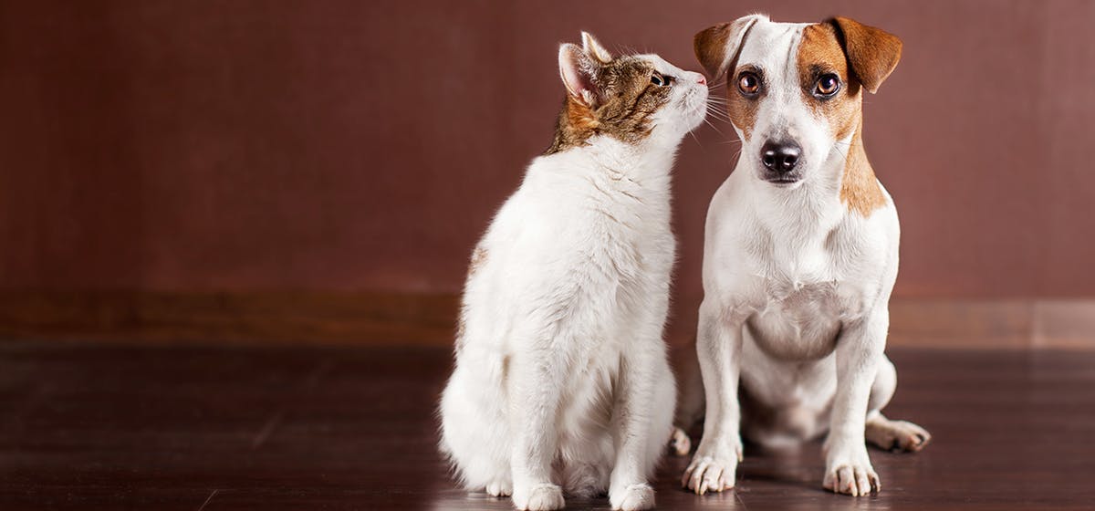 are cats or dogs better at smelling