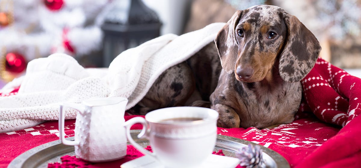 can-dogs-taste-coffee