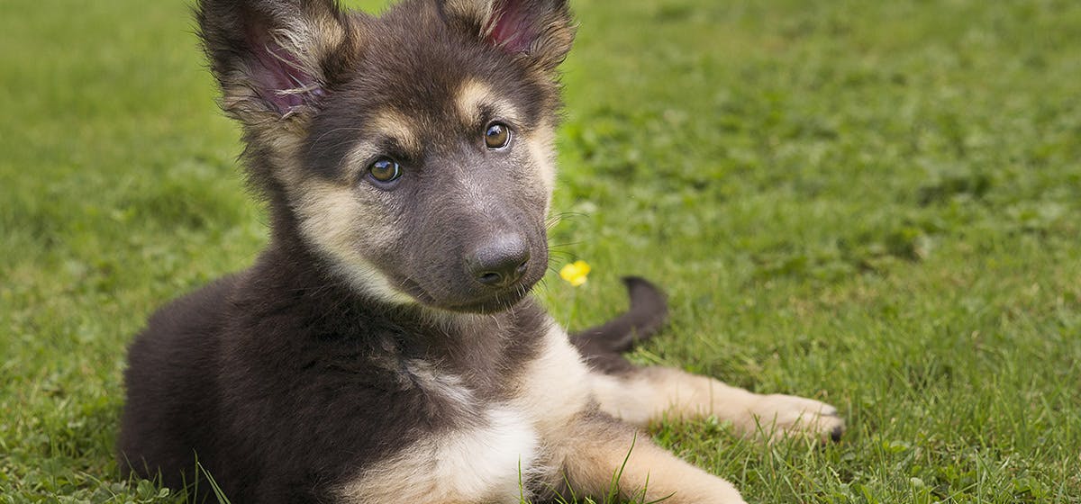 can puppies have blueberries