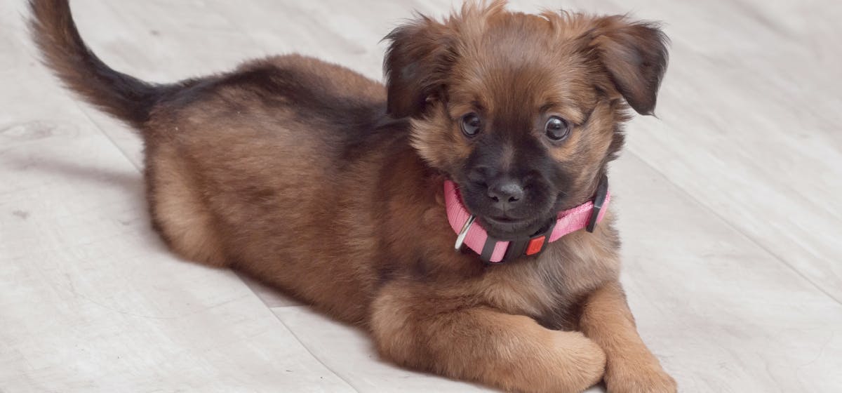 Do Colleges Allow Pets In Dorms Pets Retro do-colleges-allow-pets-in-dorms-pets-retro