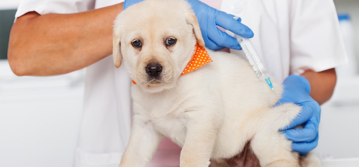 How long can dogs live with diabetes