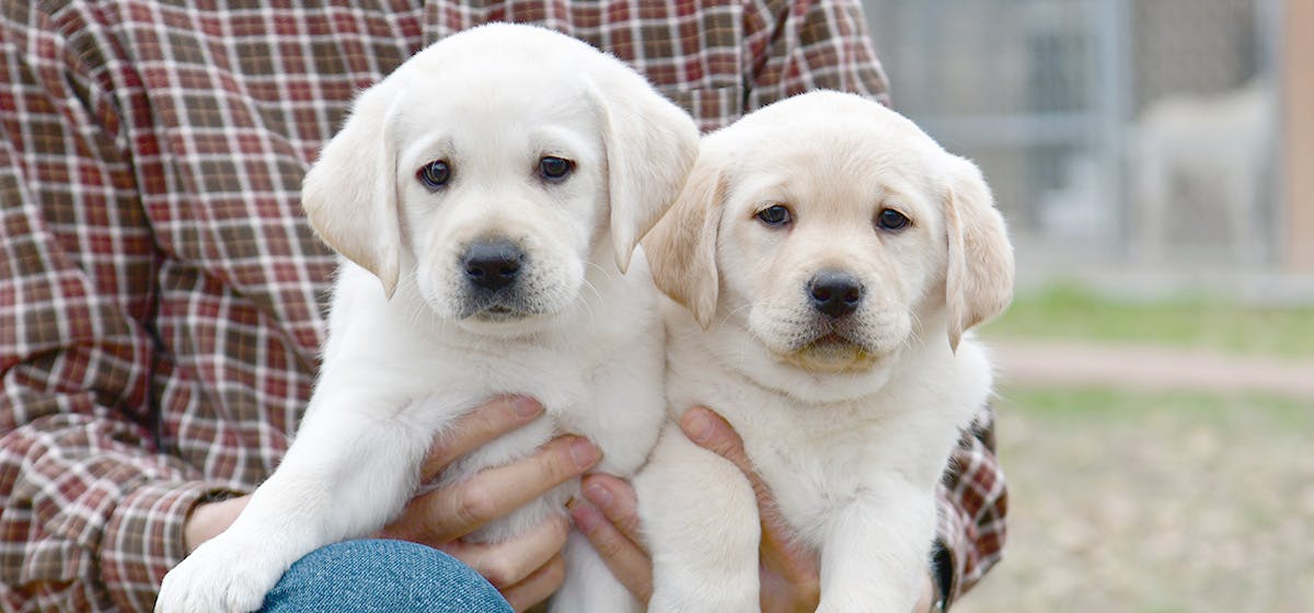 how can you tell if puppies are twins