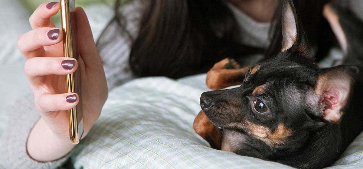 can cats and dogs see phone screens