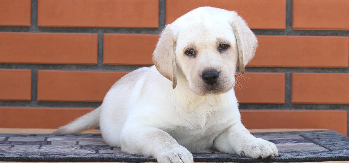 Can Dogs See a Laser Pointer? Wag!