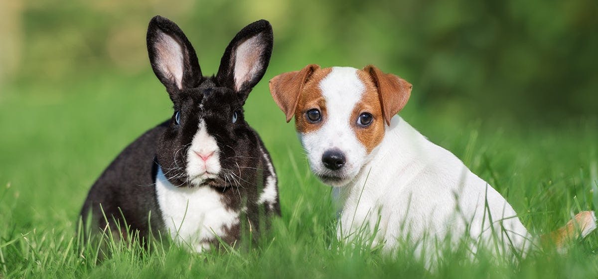 can bunnies live with dogs