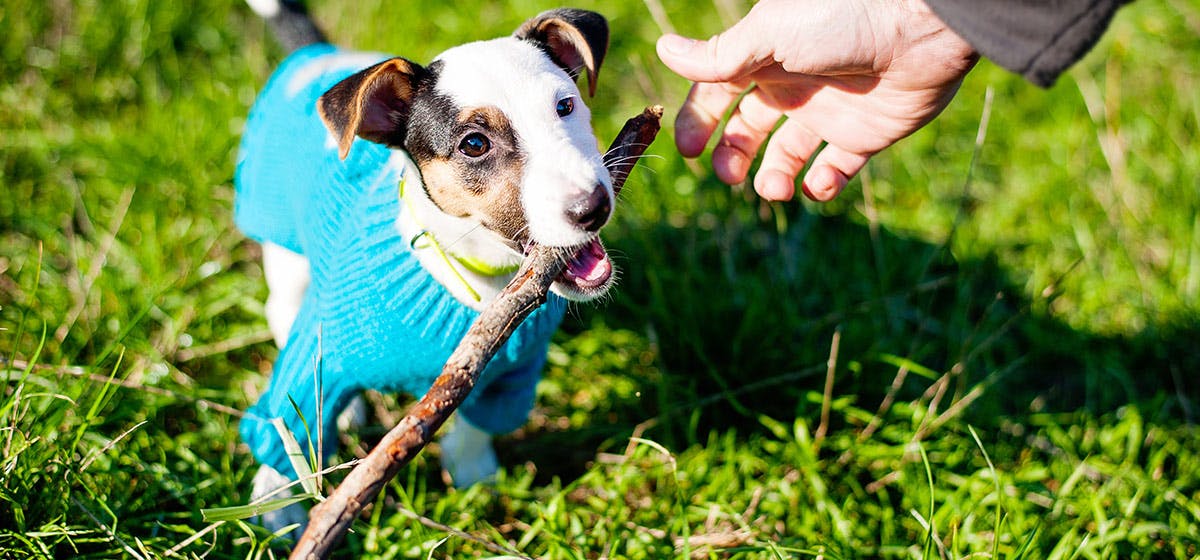 can puppies chew on sticks