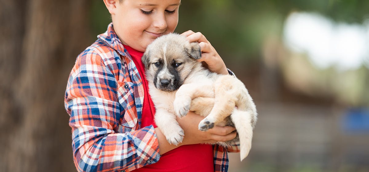 can-dogs-remember-people-from-their-past