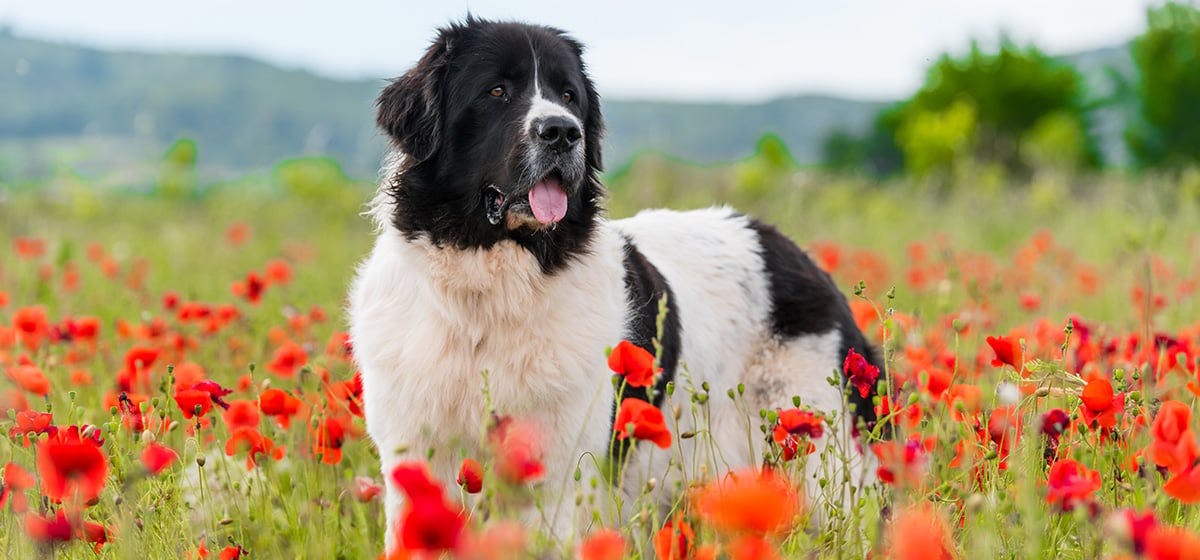 Newfoundland hot sale dog apartment