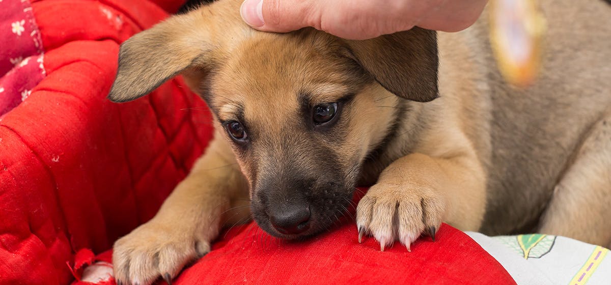 do-dogs-feel-empathy