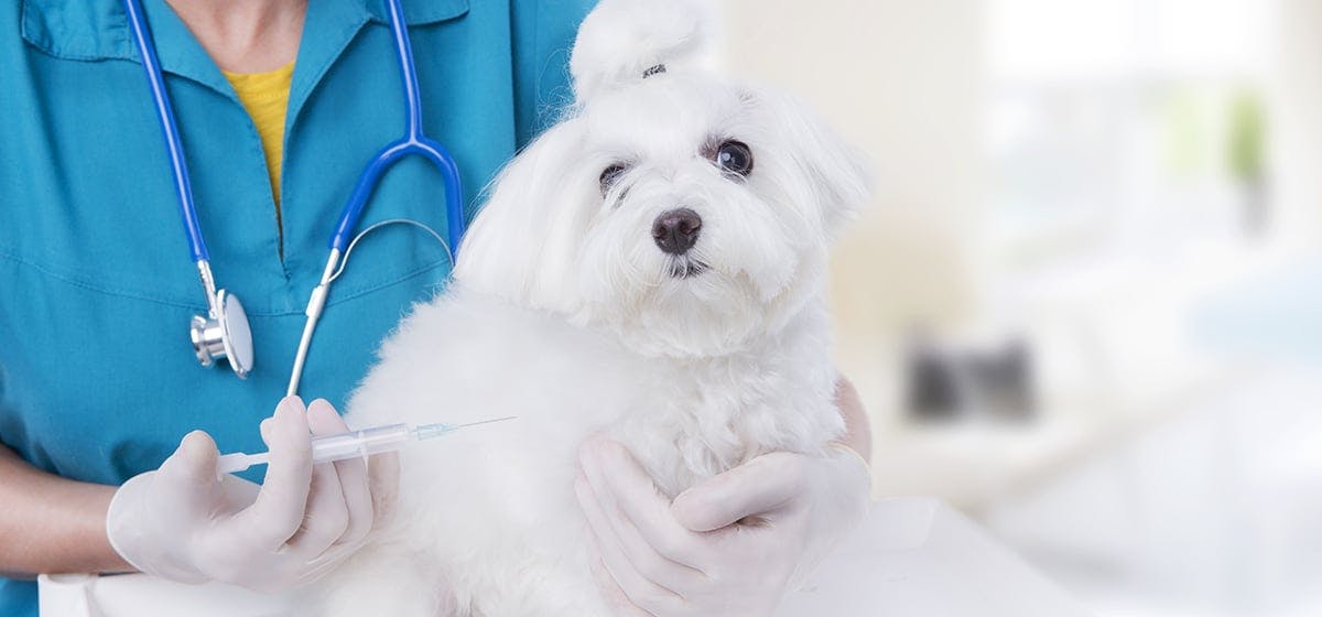 do dogs feel bad after vaccinations