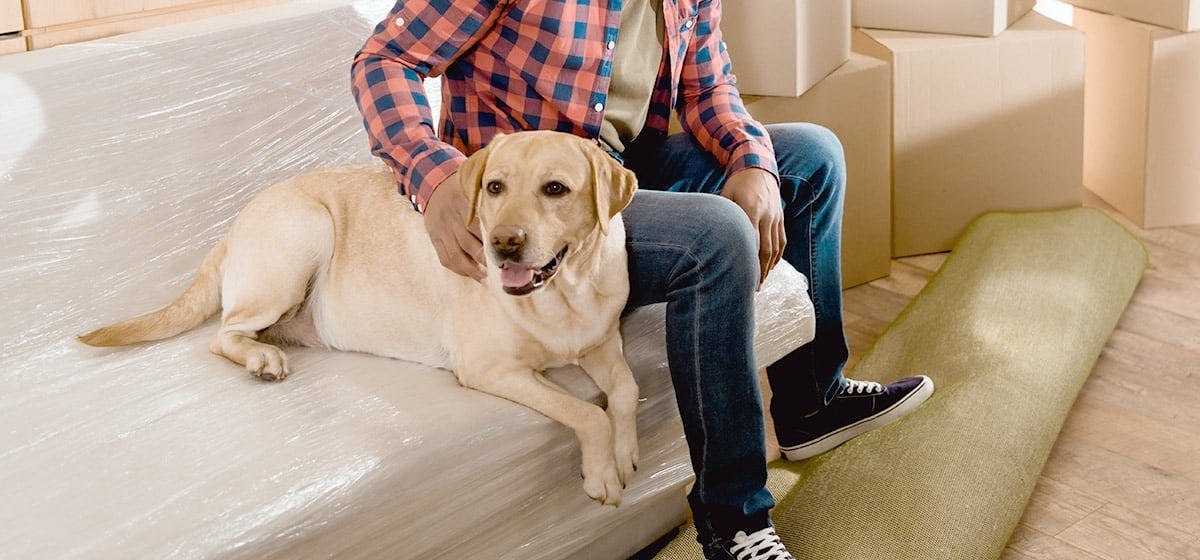 service dogs in apartments