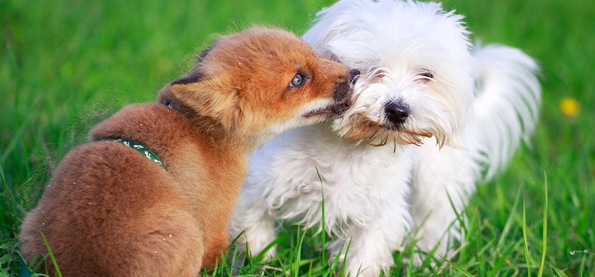 can fox poo harm dogs