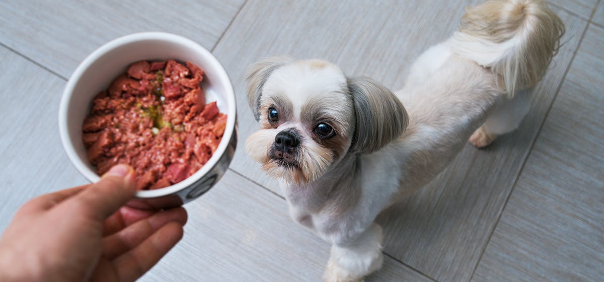 can dogs live without eating meat