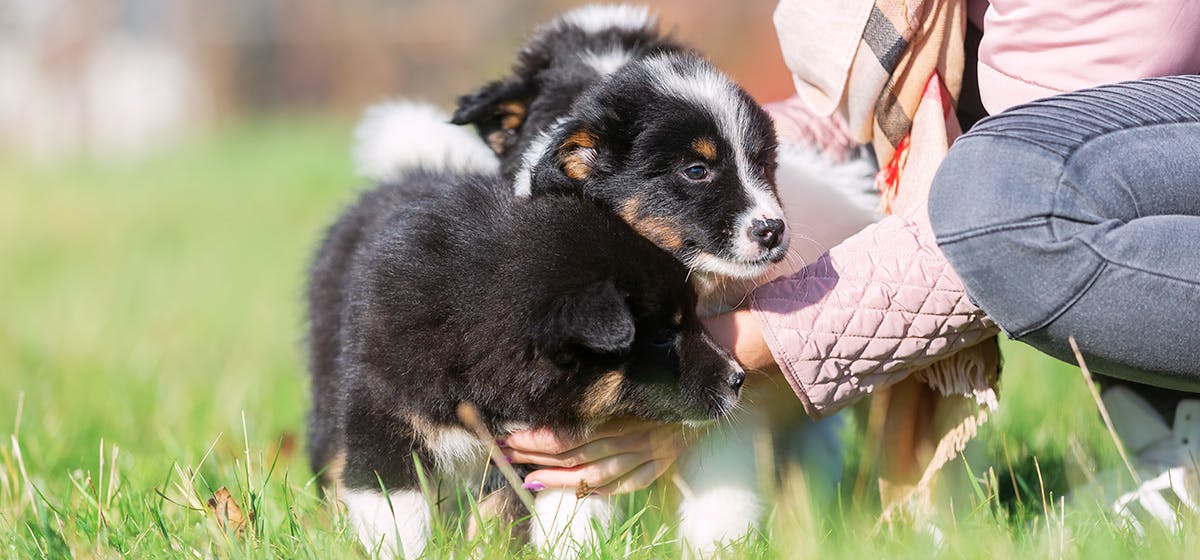 can-dogs-smell-other-dogs-on-clothes