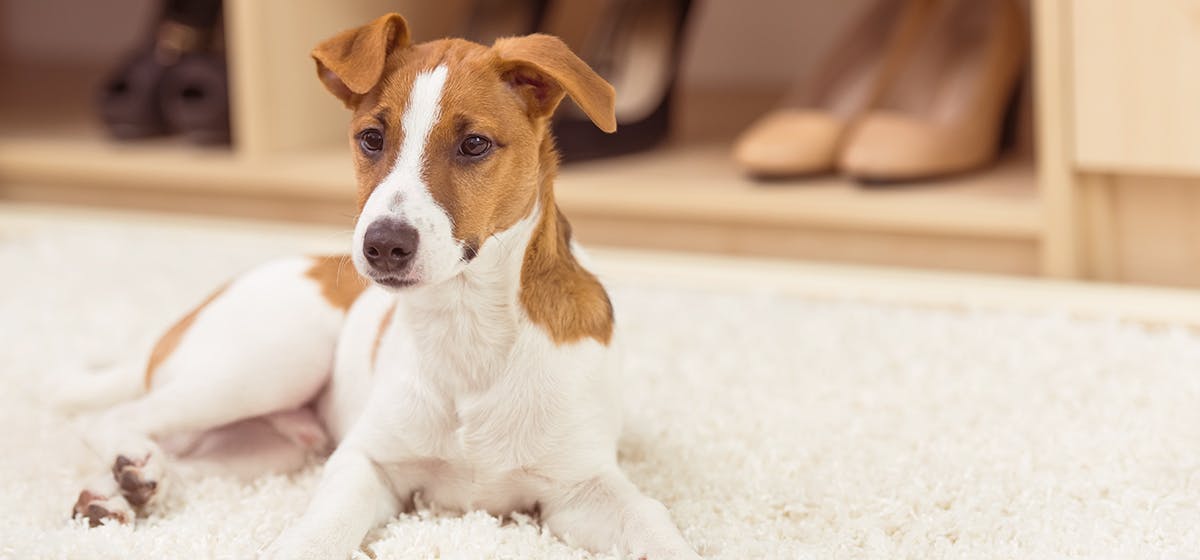 how can you tell if your dog has a slipped disc