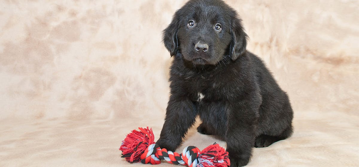 can-newfoundland-dogs-live-in-florida