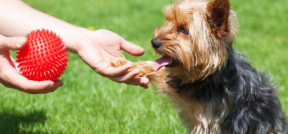 panic attack dog training