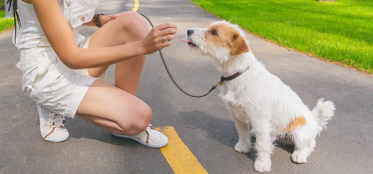 can dogs walk on hot concrete