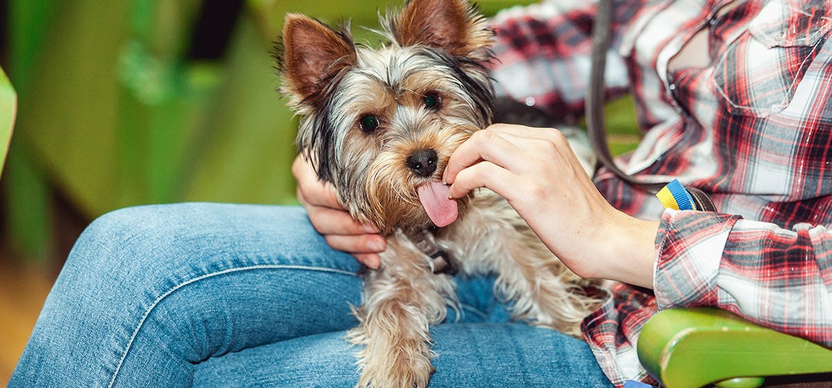can-dogs-help-someone-autism