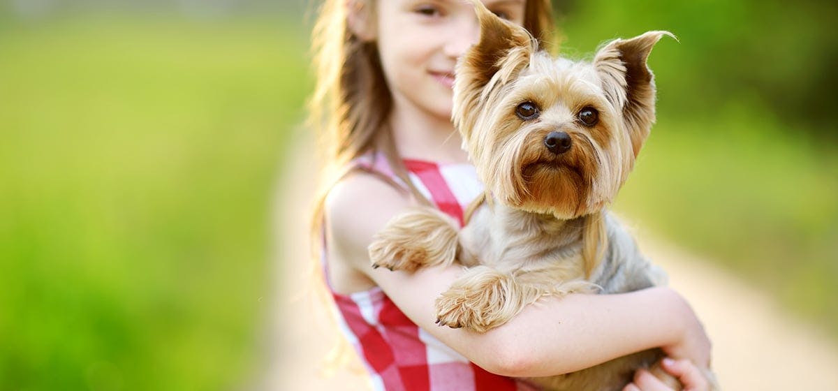 Dog Remember Dog Remember
