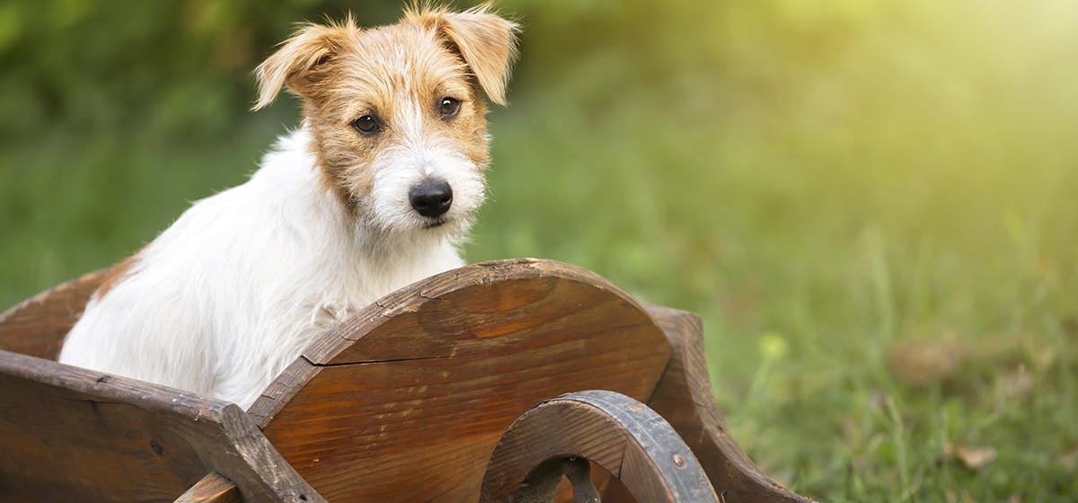 can-dogs-live-with-house-rabbits