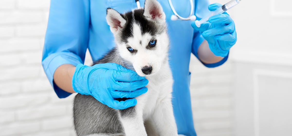 can a dog with rabies be treated