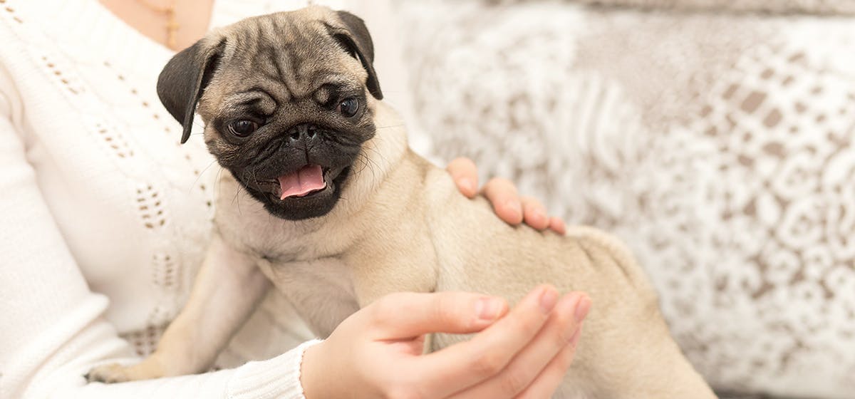 does dog howling mean death