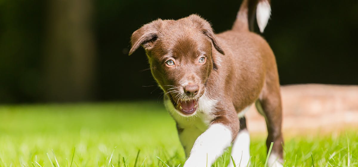 can-dogs-be-under-the-weather