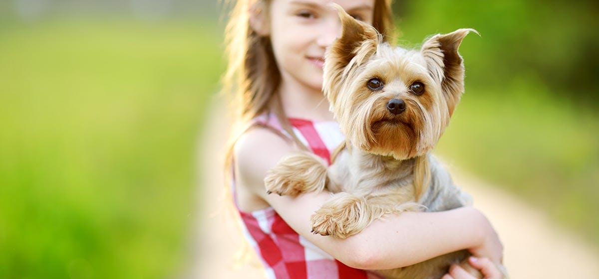 can-dogs-learn-sign-language-wag