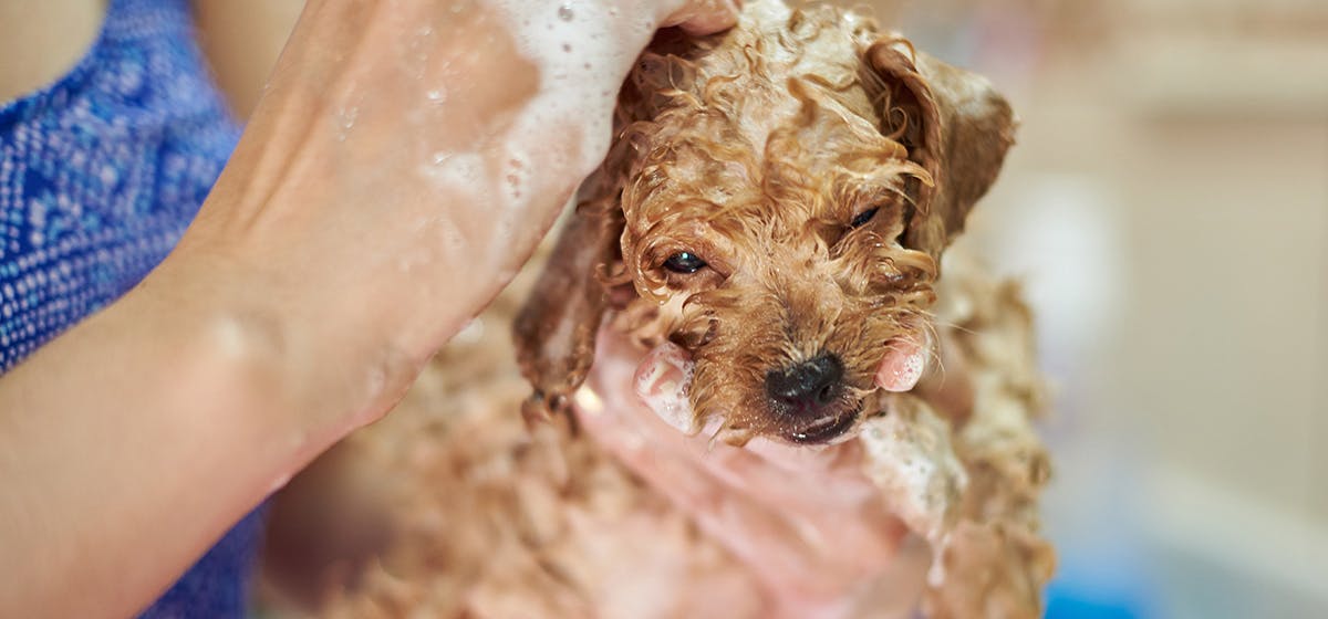 Baby shampoo ok for cheap dogs