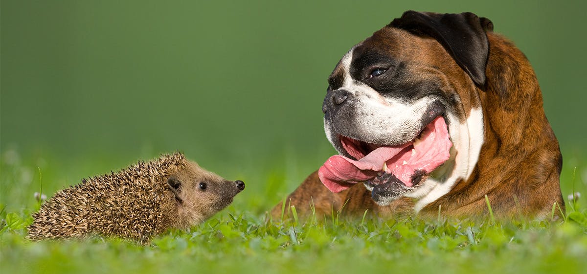 can dogs catch anything from hedgehogs