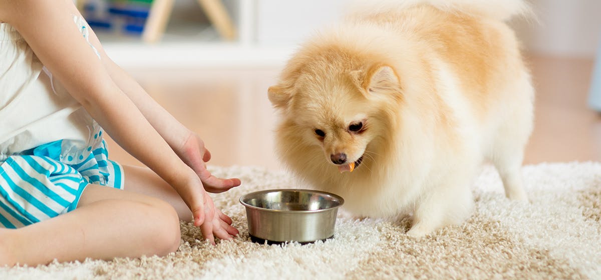 can dogs eat human food instead of dog food